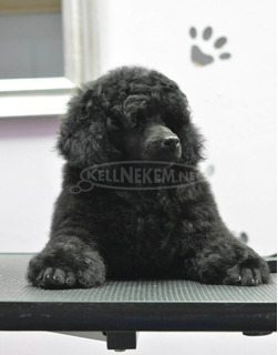 Törpe uszkár – kan kölyök