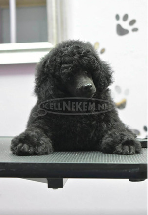 Törpe uszkár – kan kölyök