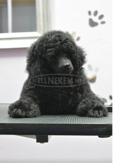 Törpe uszkár – kan kölyök