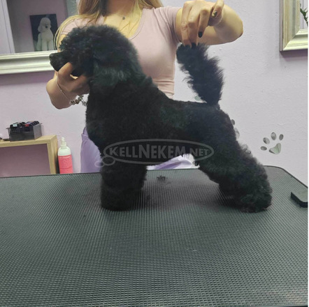 Törpe uszkár – kan kölyök