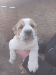 Közép-ázsiai juhászkutya – kölykök