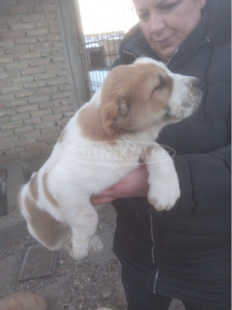 Közép-ázsiai juhászkutya – kölykök