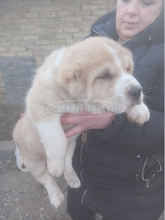 Közép-ázsiai juhászkutya – kölykök