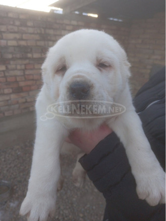 Közép-ázsiai juhászkutya – kölykök