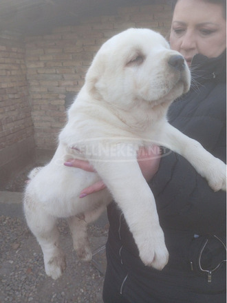 Közép-ázsiai juhászkutya – kölykök