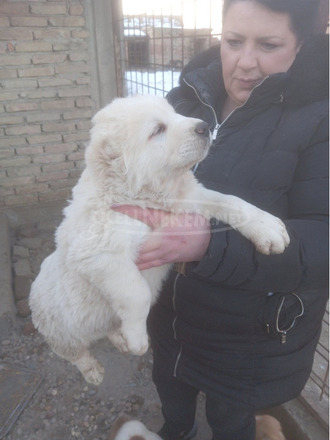 Közép-ázsiai juhászkutya – kölykök