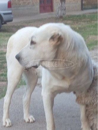 Közép-ázsiai juhászkutya – kölykök