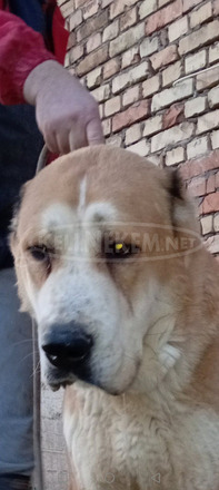 Közép-ázsiai juhászkutya – kölykök