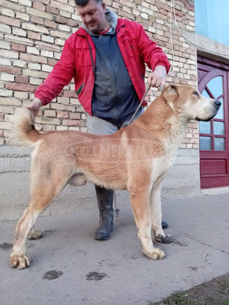 Közép-ázsiai juhászkutya – kölykök