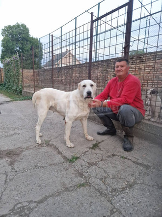 Közép-ázsiai juhászkutya – kölykök