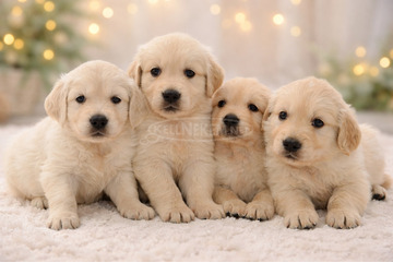 Labrador kan kölyök