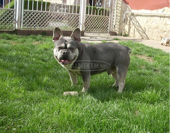 Lila & Tan Mascles színű Francia bulldog kan