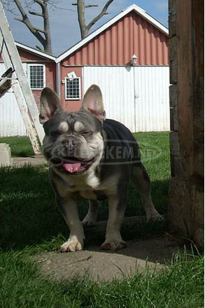 Lila & Tan Mascles színű Francia bulldog kan