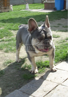 Lila & Tan Mascles színű Francia bulldog kan