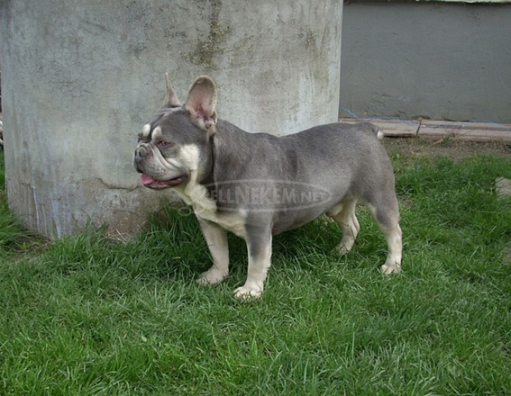 Lila & Tan Mascles színű Francia bulldog kan