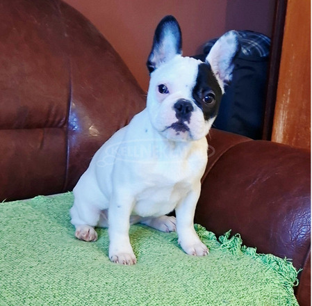 Francia bulldog – gyönyörű szuka kölyök