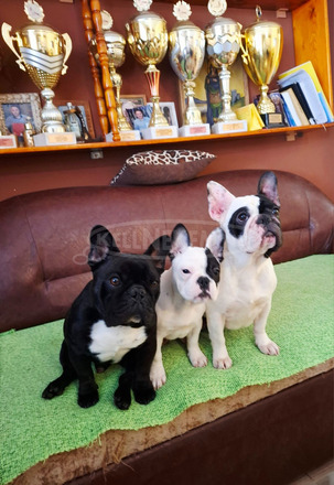Francia bulldog – gyönyörű szuka kölyök