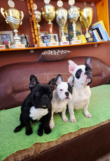 Francia bulldog – gyönyörű szuka kölyök