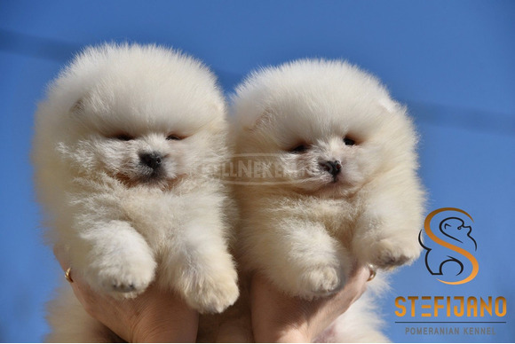 Pomerániai BOO „mackó” kiskutyák, pomerániai spicc kölykök