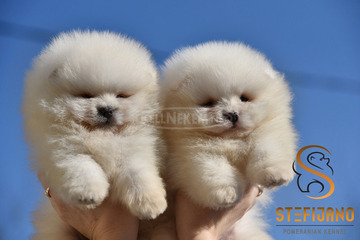 Pomerániai BOO „mackó” kiskutyák, pomerániai spicc kölykök