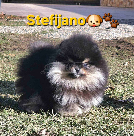 Pomerániai BOO „mackó” kiskutyák, pomerániai spicc kölykök