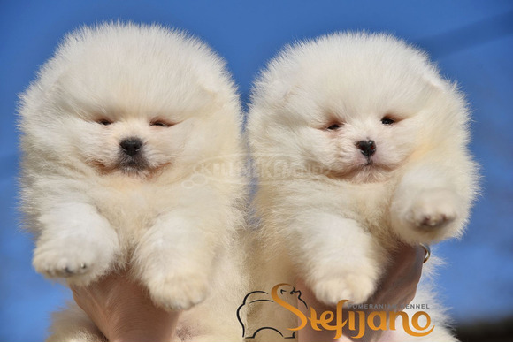 Pomerániai BOO „mackó” kiskutyák, pomerániai spicc kölykök