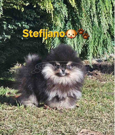 Pomerániai BOO „mackó” kiskutyák, pomerániai spicc kölykök