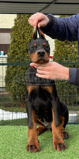 Doberman – Eladó kölykök