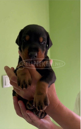 Doberman – Eladó kölykök