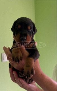 Doberman – Eladó kölykök