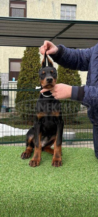 Doberman – Eladó kölykök