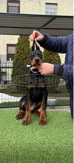 Doberman – Eladó kölykök