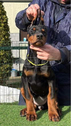 Doberman – Eladó kölykök