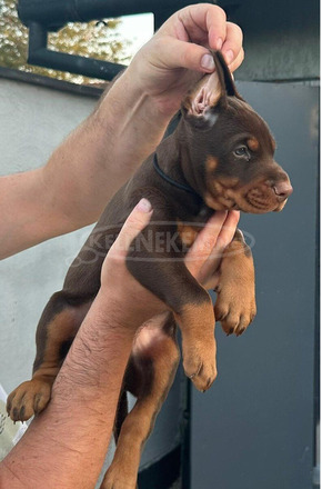Doberman – Eladó kölykök