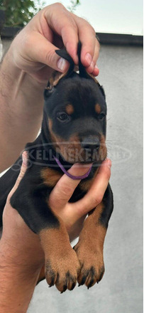 Doberman – Eladó kölykök