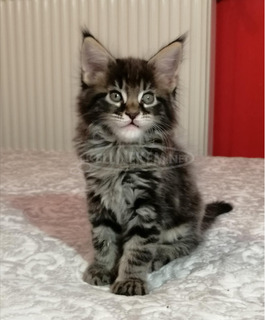 Maine coon kandúr kiscica