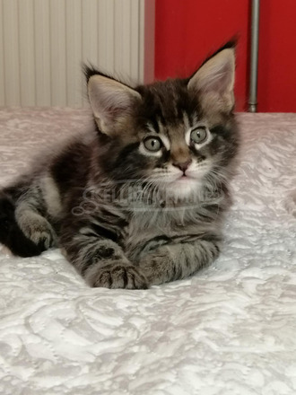 Maine coon kandúr kiscica