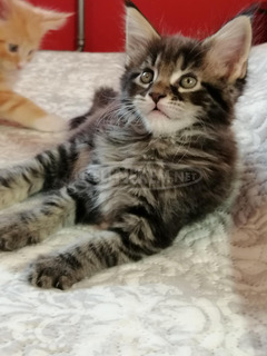 Maine coon kandúr kiscica