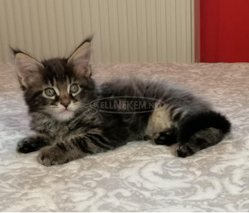 Maine coon kandúr kiscica