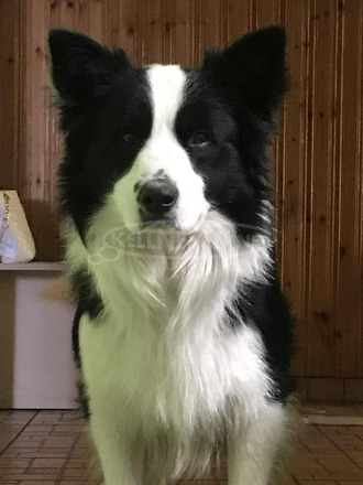Border collie