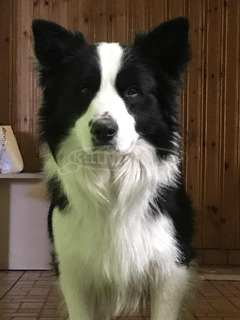 Border collie