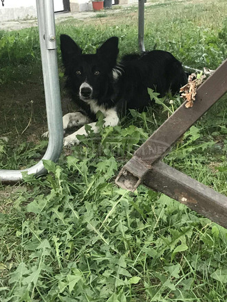 Border collie