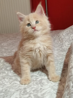 Maine coon kandúr kiscica