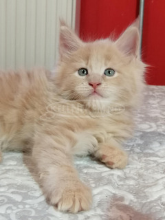 Maine coon kandúr kiscica
