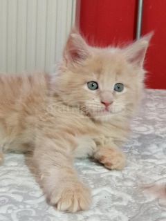 Maine coon kandúr kiscica