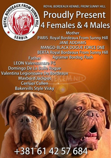 Bordeaux-i dog kölykök