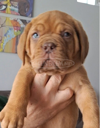 Bordeaux-i dog kölykök