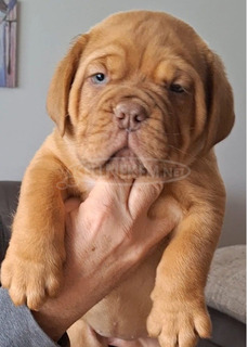 Bordeaux-i dog kölykök