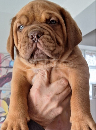 Bordeaux-i dog kölykök