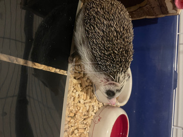 Afrikai Fehérhasú törpesün